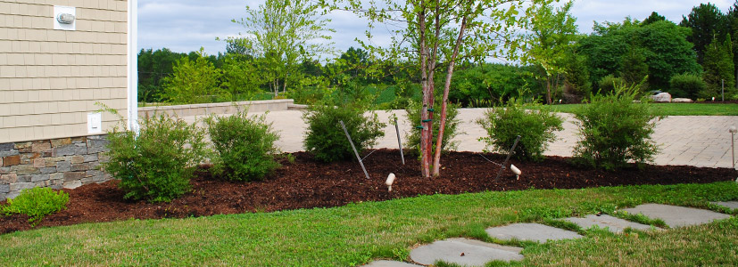 Tree and shrub care keep these local plants alive during the Vermont winter months.